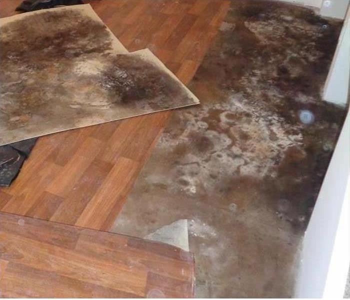 laminate flooring partially removed with mold growing on it and on the concrete floor
