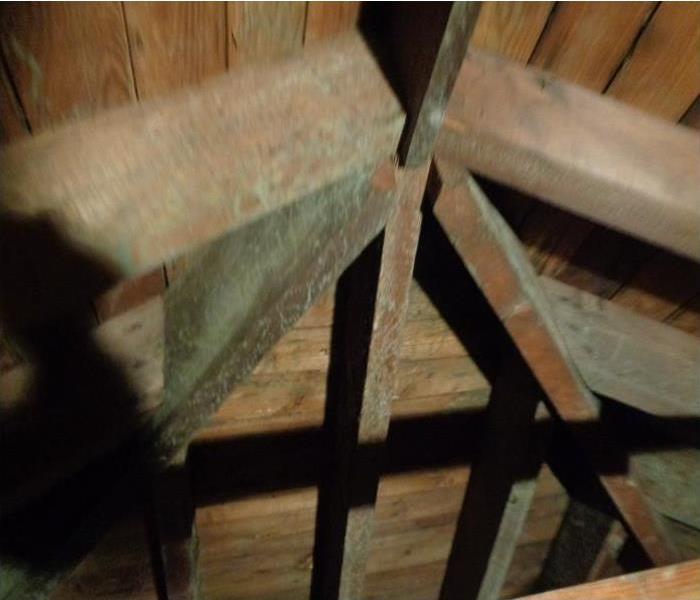 attic framing with mold growing on it