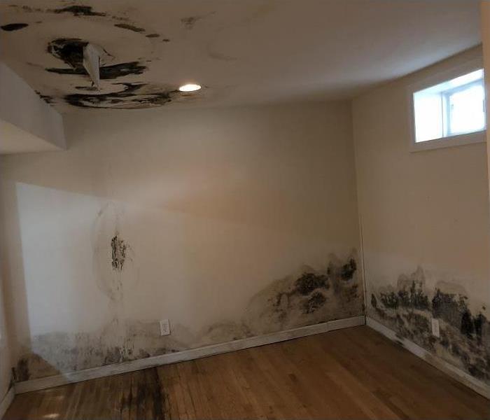 Room with mold growth on walls and ceilings