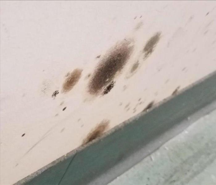 Drywall with mold spots