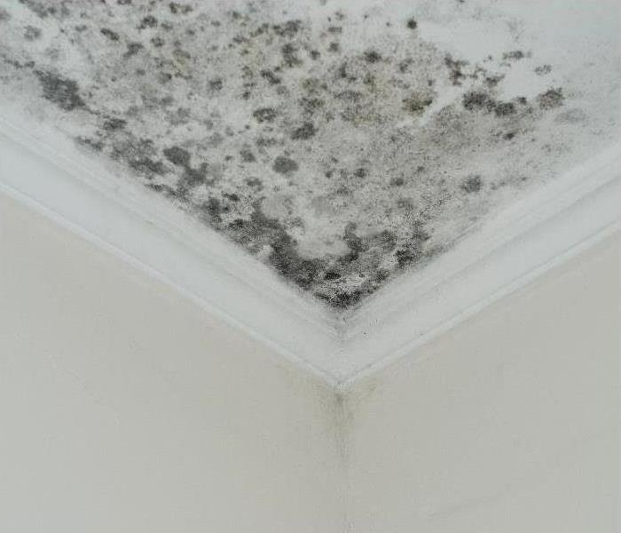 Mold on Ceiling