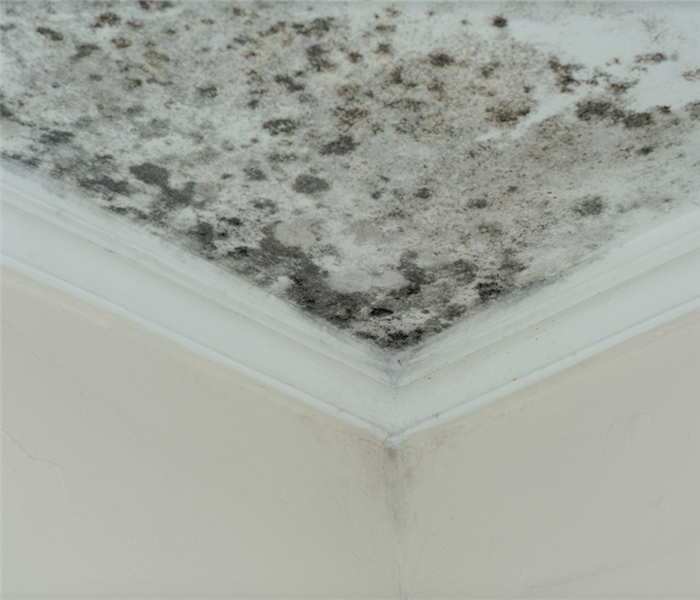 mold growing on the ceiling of a room in the corner