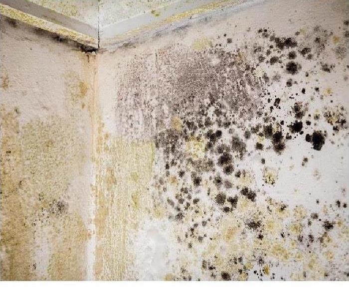 Mold on Wall in the Corner